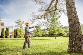 Best Tree and Shrub Care  in Avenal, CA