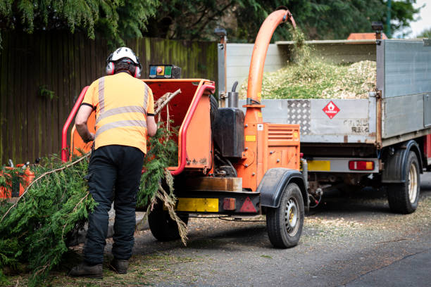 How Our Tree Care Process Works  in  Avenal, CA