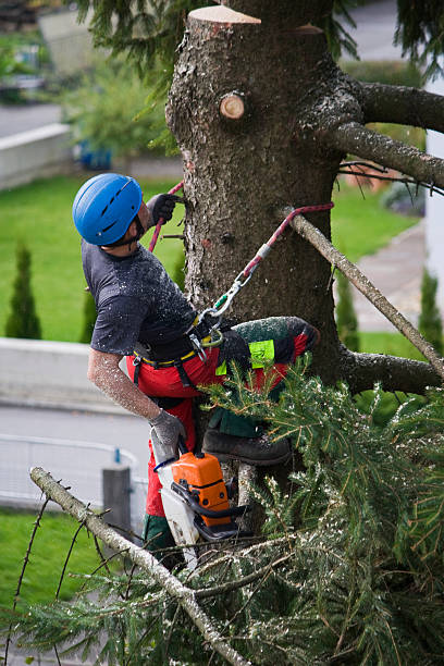 Avenal, CA Tree Services Company