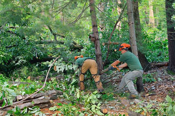 Best Tree Maintenance Programs  in Avenal, CA