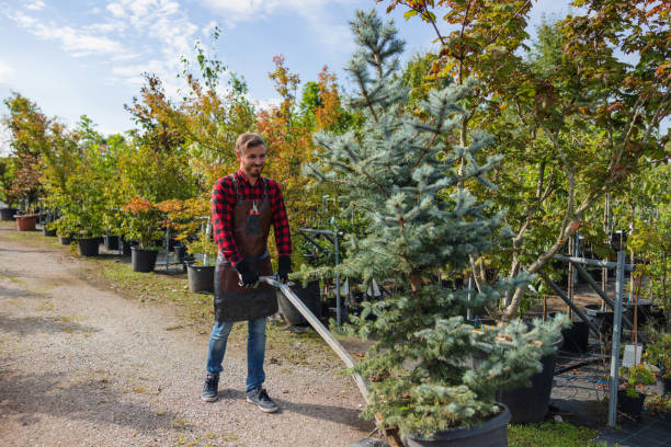 Best Fruit Tree Pruning  in Avenal, CA