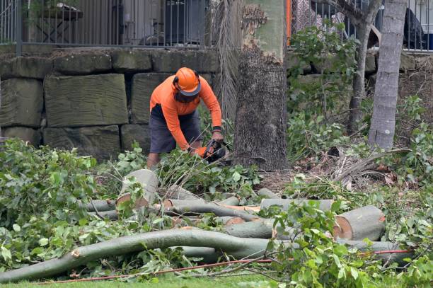 Best Tree Preservation Services  in Avenal, CA
